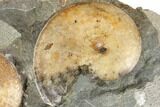 Two Fossil Ammonites (Sphenodiscus) - South Dakota #189323-1
